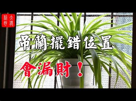 吊蘭廁所風水|吊蘭放衛生間的風水作用